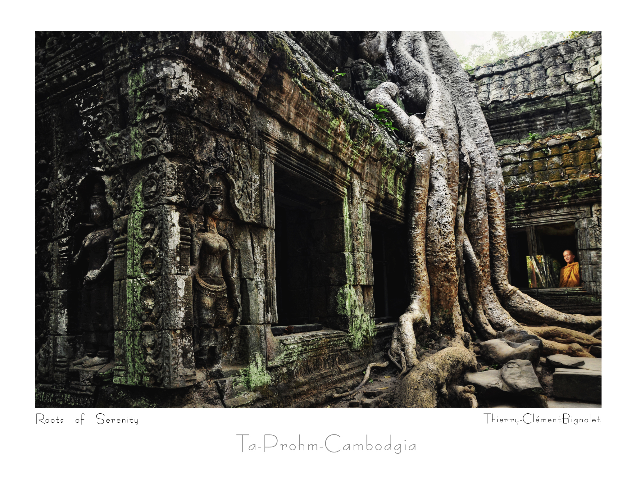 Roots of Serenity1